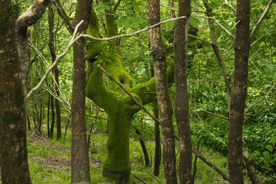 Trees in forest