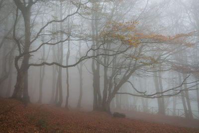 Trees in forest during foggy weather