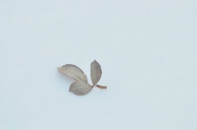 Close-up of autumn leaves against white background