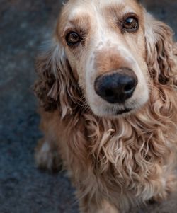 Portrait of cocker spaniel on street