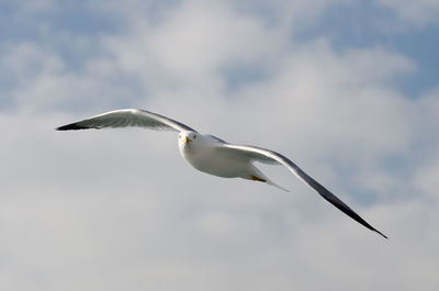 Low angle view of birds flying in sky