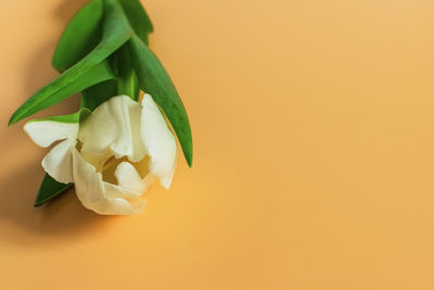 Close-up of white rose flower