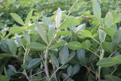 High angle view of green leaves on plant