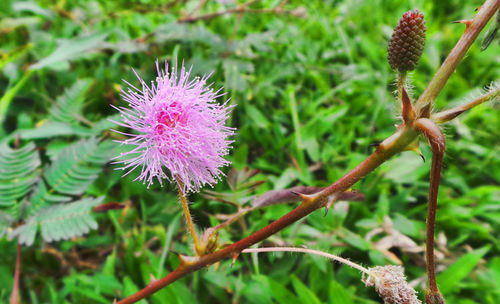 Close-up of thistle flower