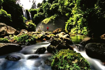 Scenic view of waterfall in forest