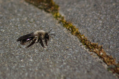 High angle view of bee on footpath