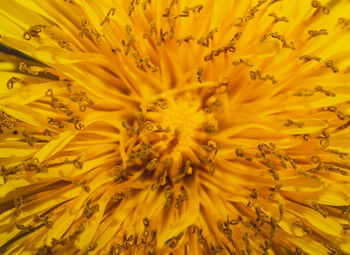 Close-up of yellow flowering plant