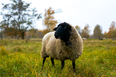 Sheep standing in a field