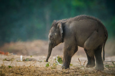 Side view of elephant standing on land