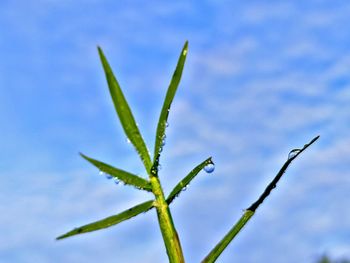 Close-up of wet plant against blue sky