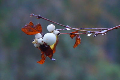 Close-up of bird on branch