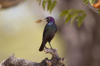 Close-up of bird perching on branch