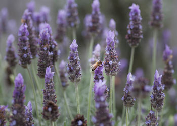 Bee hovering collecting pollen from lavender flower
