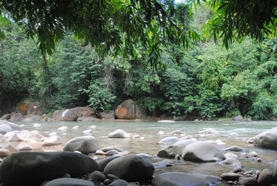 Flock of sheep on tree by water