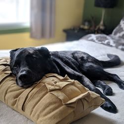 Black dog sleeping at home