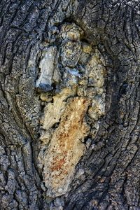 Full frame shot of tree trunk