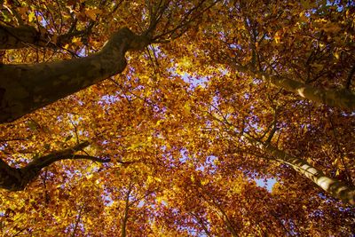 Low angle view of tree in autumn