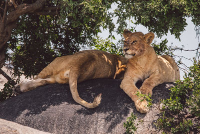 Two lion cubs siting on a rock under a tree in the shadow