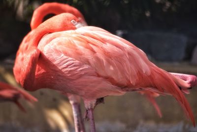 Close-up of a bird the flamingo