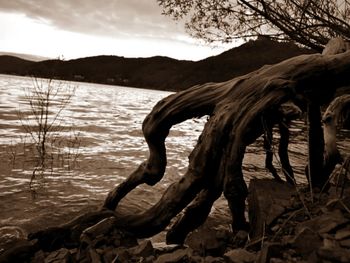 Driftwood on lakeshore