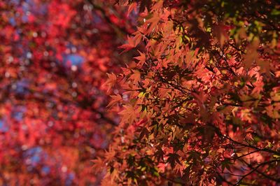 Close-up of maple leaves on tree