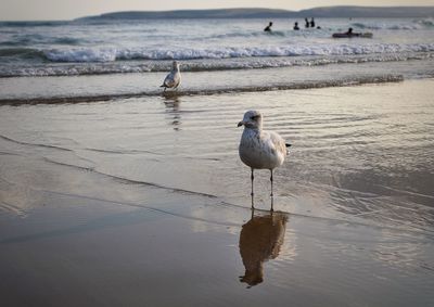 Seagull perching on a beach
