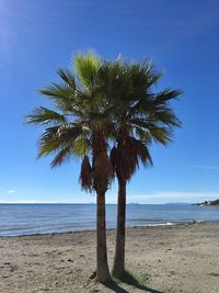 Palm trees on beach against blue sky