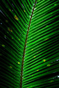 Full frame shot of palm tree