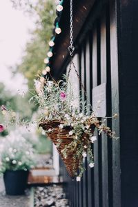 Close-up of flower pot on window sill