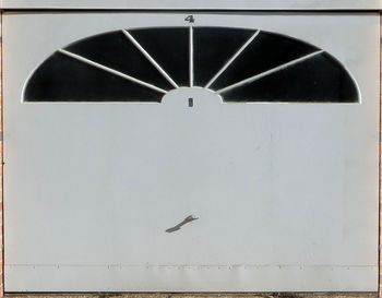 Close-up of bird on wall