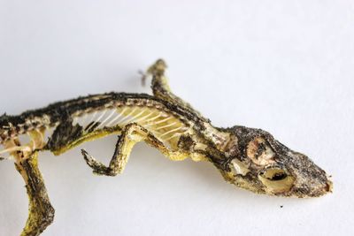 Close-up of insect on white background