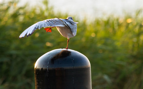 Bird urinating on bollard during sunny day