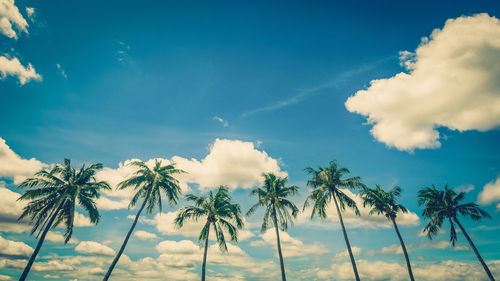 Low angle view of coconut palm trees against blue sky