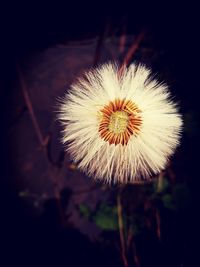 Close-up of dandelion flower
