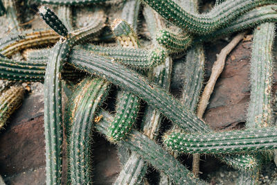 Full frame shot of plants