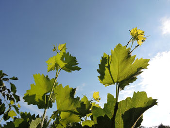 Low angle view of sunflower plant against clear sky