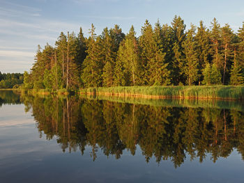 Reflection of trees in lake against sky