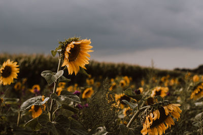 Close-up of wilted sunflower on field against sky