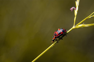 Close-up of ladybug on plant