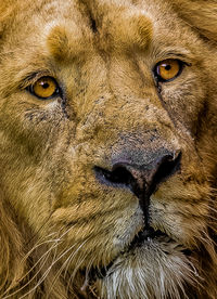 Extreme close up of a lion