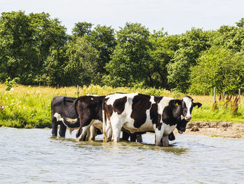 Cows standing in river