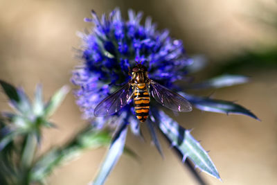 Close-up of bee pollinating on purple flower