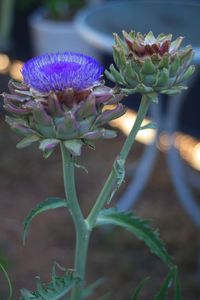 Close-up of flowers blooming outdoors