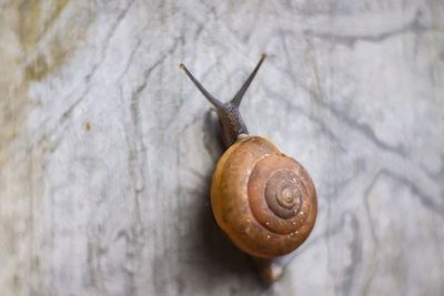 Close-up of snail