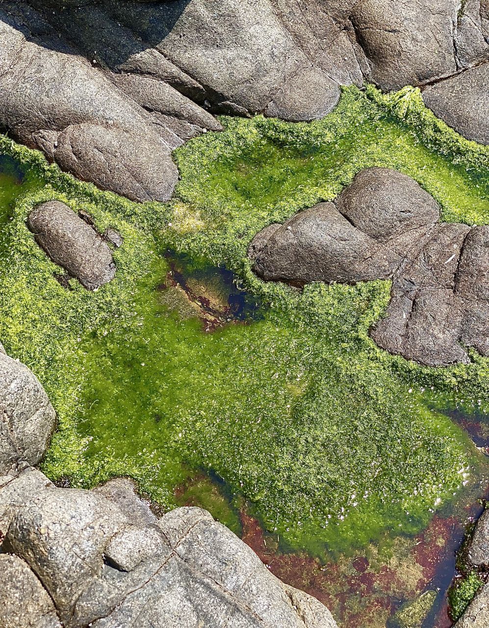 rock, soil, no people, green, day, high angle view, geology, full frame, nature, plant, leaf, terrain, outdoors, backgrounds, beauty in nature, moss, land, growth, pattern, tranquility, textured, tree, close-up, environment, bedrock