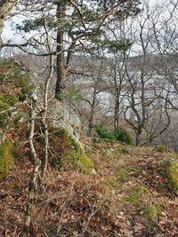 Trees in forest