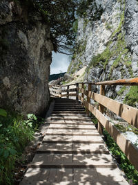 Narrow footbridge along trees