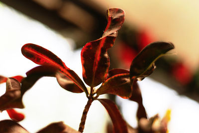 Close-up of red flowering plant