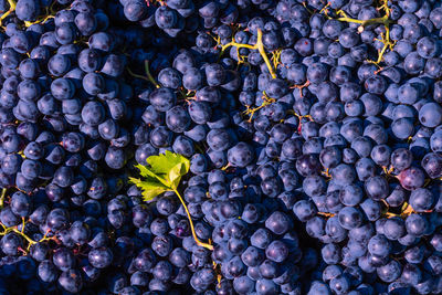 Full frame shot of grapes