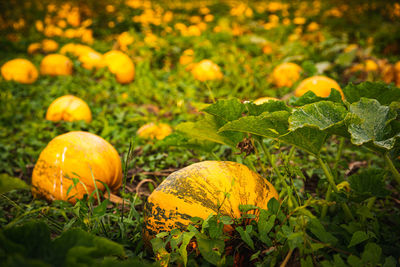 Close-up of orange pumpkins on field